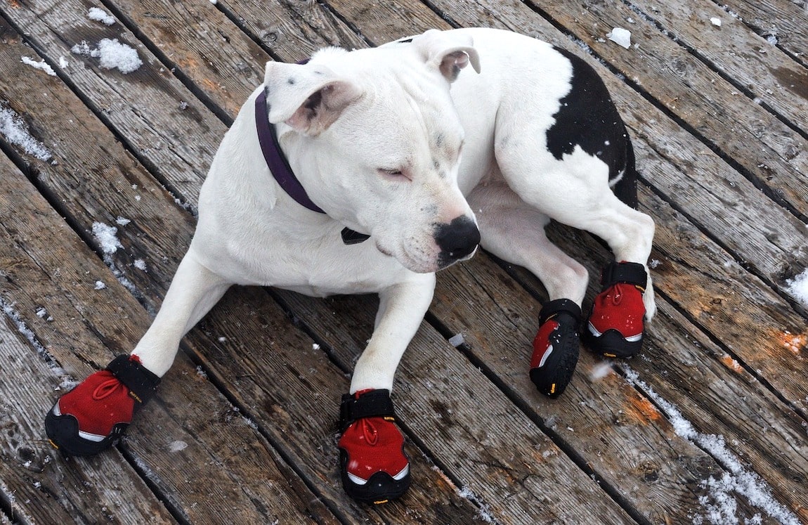 protective footwear for your dog’s paws