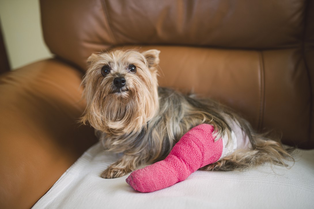 Pet Injuries