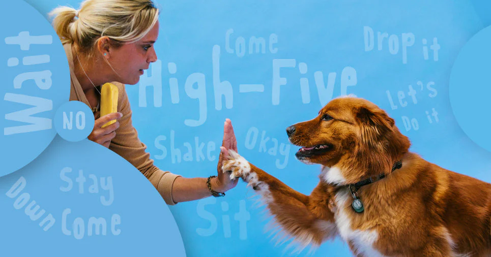 How to Train a Puppy to Follow Commands Without Stress
