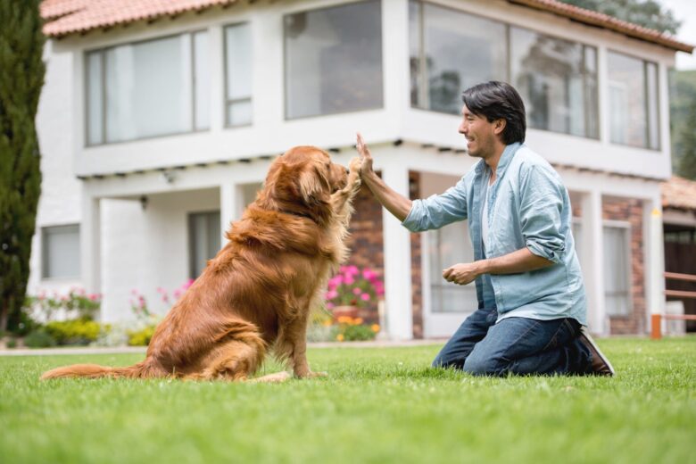 stress-free puppy training